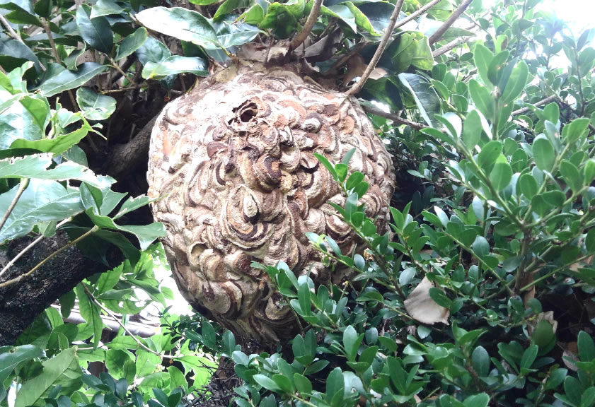 スズメバチ駆除料金
