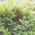 植木,植え込み内部