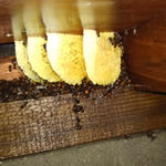 床下ミツバチ駆除